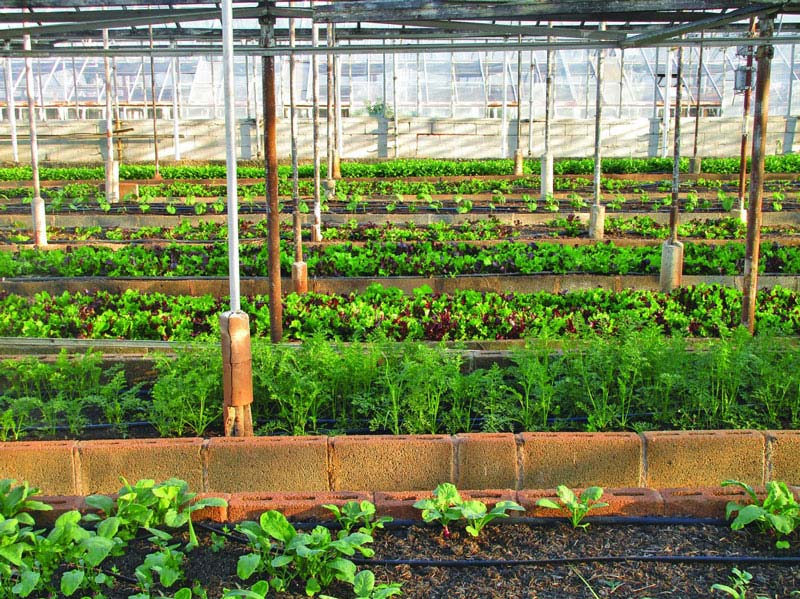 農(nóng)田小氣候觀測(cè)站為什么能增加農(nóng)業(yè)收入？